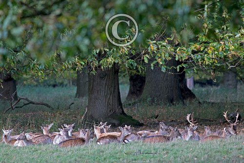 Fallow Deer Resting DM1596